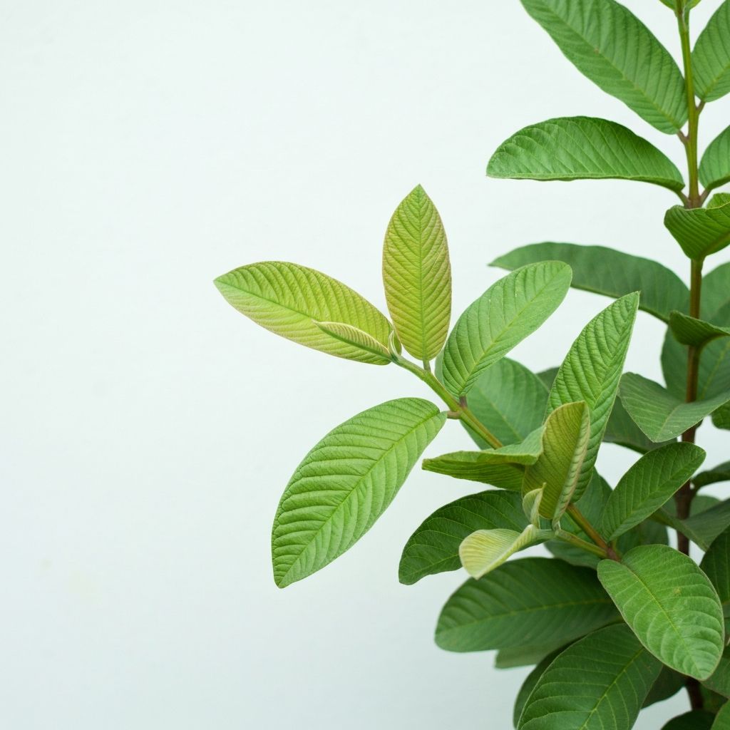 Guava foliage